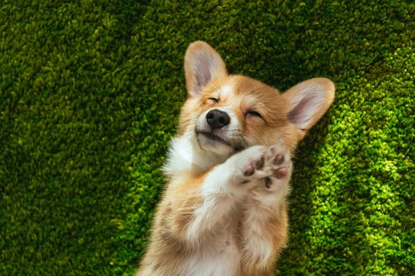 Elevage de Welsh Corgi : bien choisir un éleveur réputé
